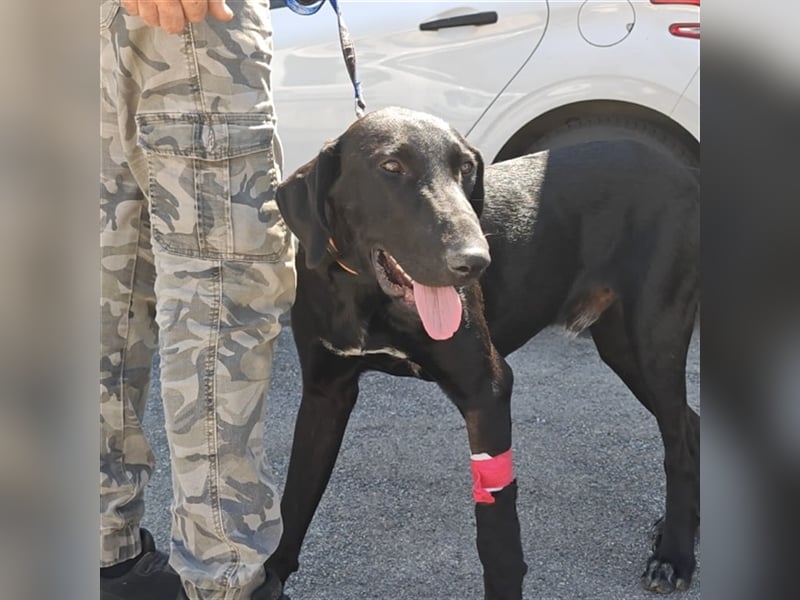 Doni ein eleganter Jäger