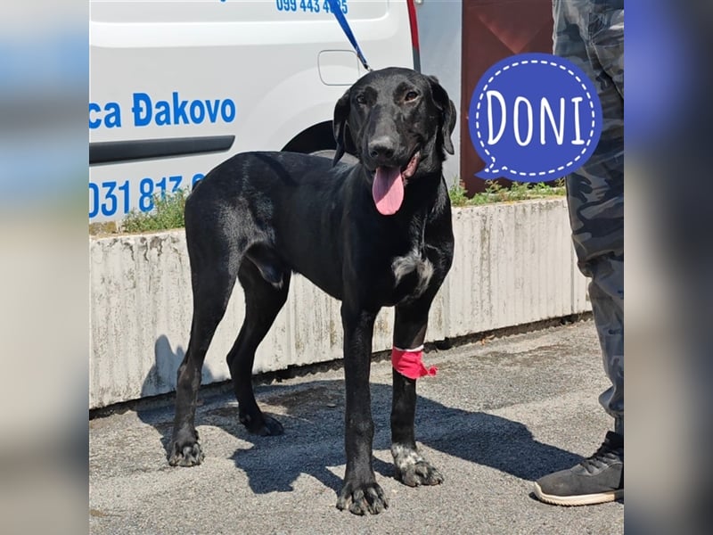 Doni ein eleganter Jäger