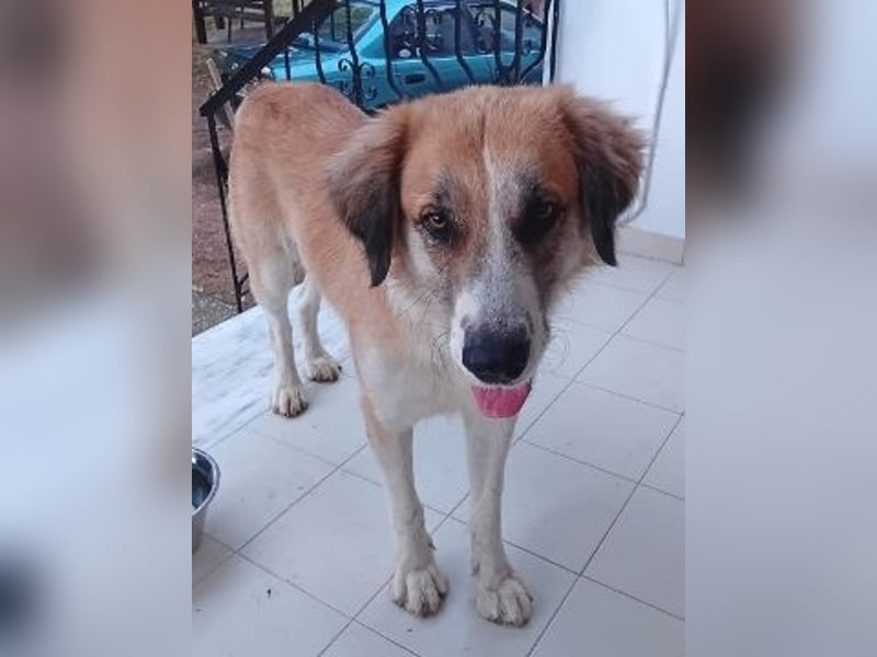 Manolo - sanfter Riese wartet in 67549 Worms