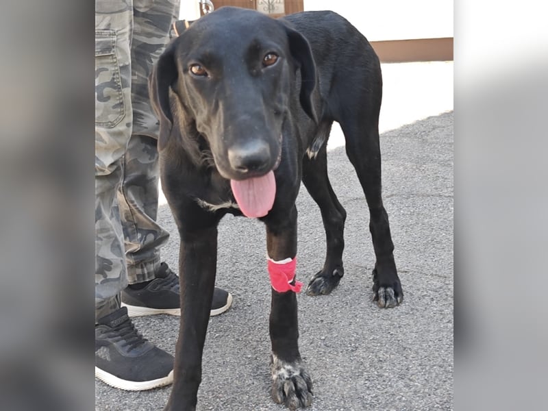 Doni ein eleganter Jäger