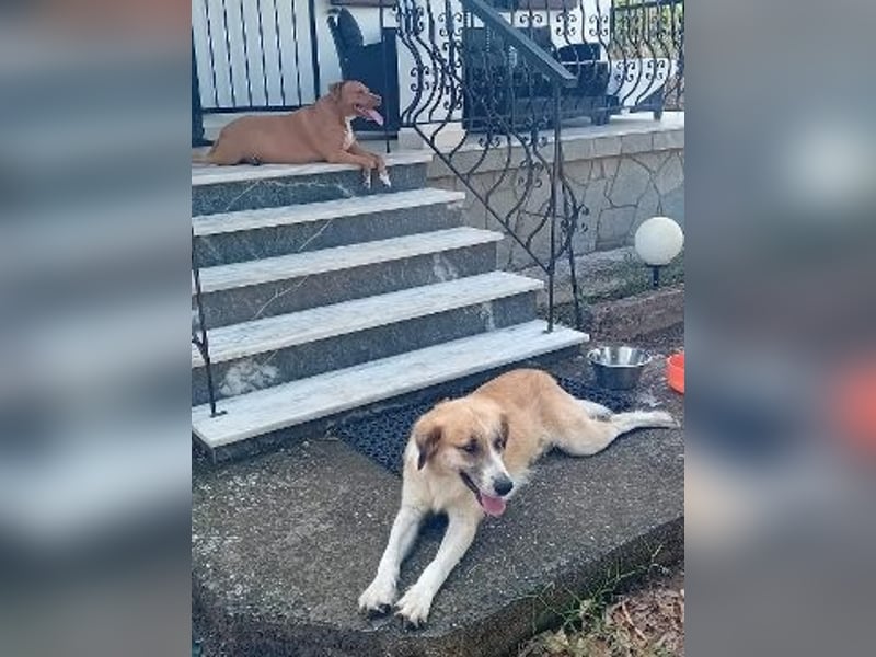 Manolo - sanfter Riese wartet in 67549 Worms