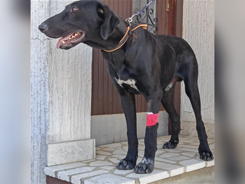 Doni ein eleganter Jäger