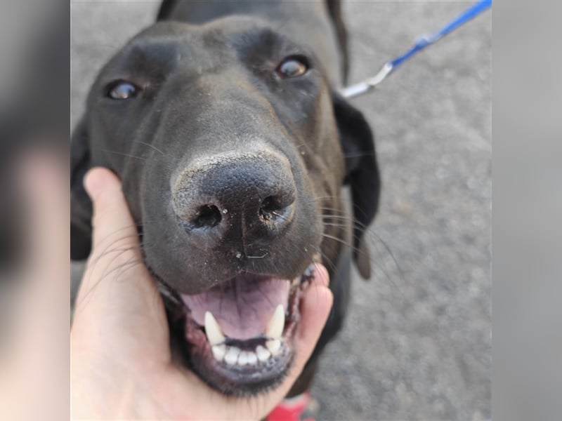 Doni ein eleganter Jäger