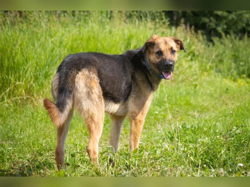 Wulfi sucht ein aktives Zuhause