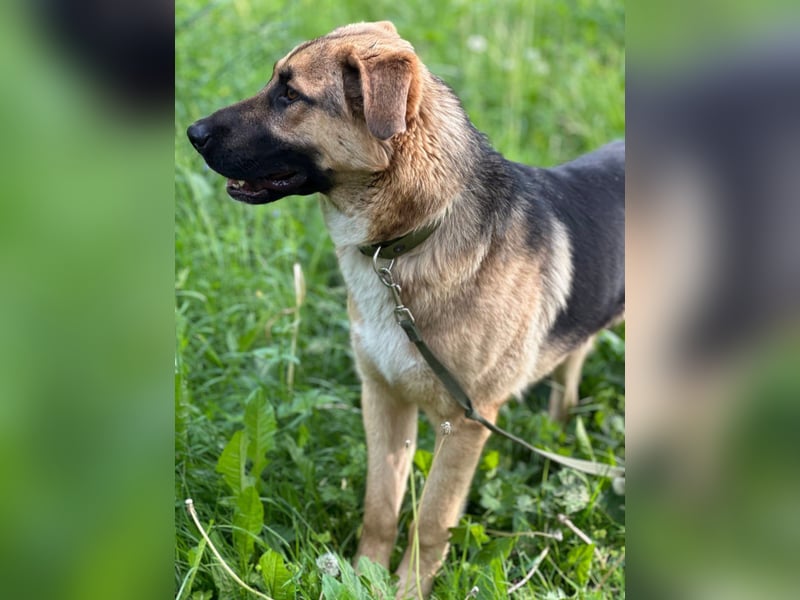 Joy - ein sanfter Hunderiese sucht sein Zuhause