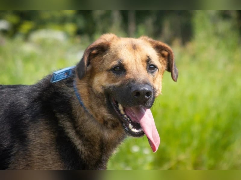 Wulfi sucht ein aktives Zuhause