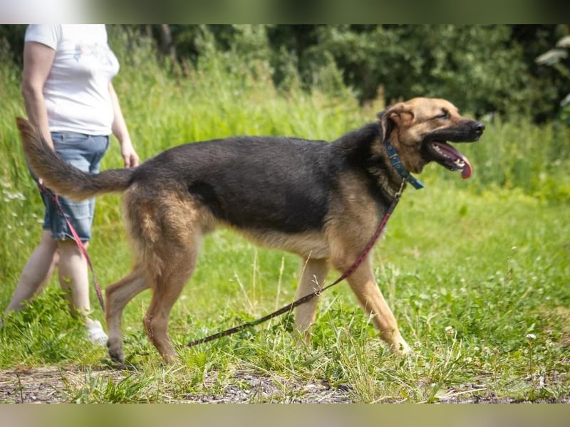 Wulfi sucht ein aktives Zuhause