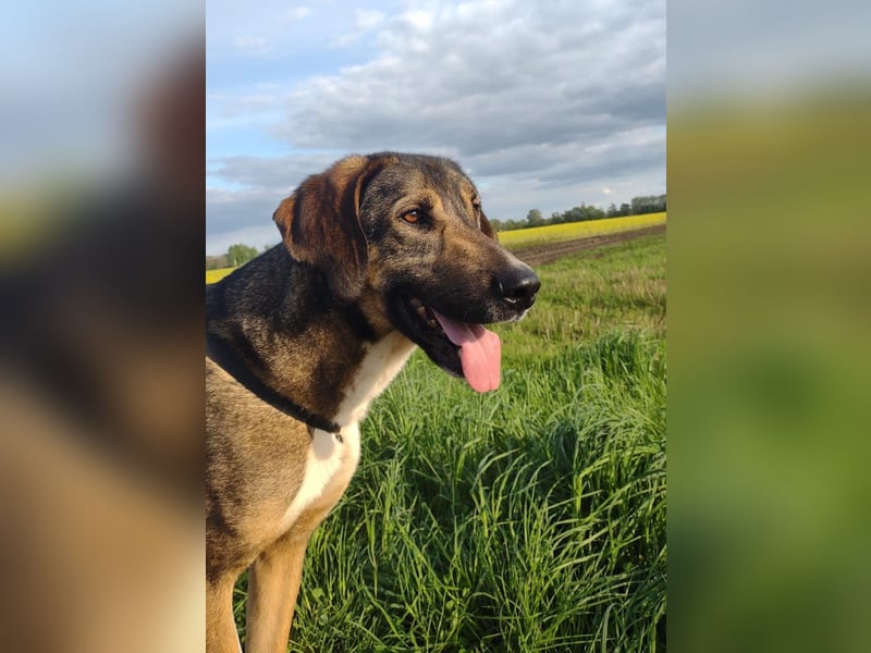 Pflegestelle 49419 Wagenfeld: Viktor –Treuer Herdenschutzhund sucht erfahrenes Zuhause mit Herz