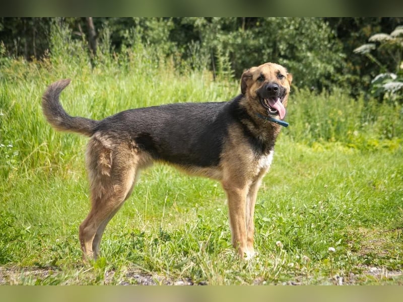 Wulfi sucht ein aktives Zuhause