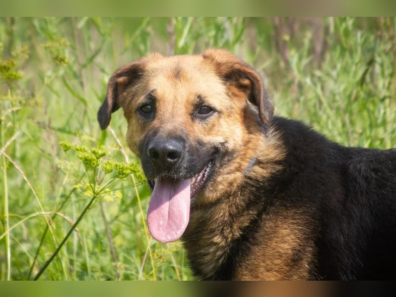 Wulfi sucht ein aktives Zuhause