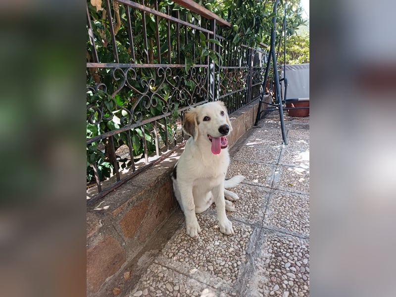 Leo