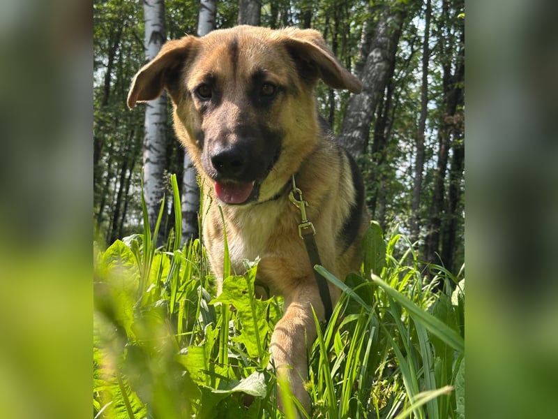 Joy - ein sanfter Hunderiese sucht sein Zuhause