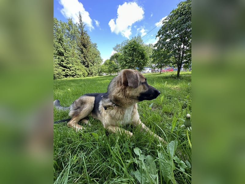 Joy - ein sanfter Hunderiese sucht sein Zuhause