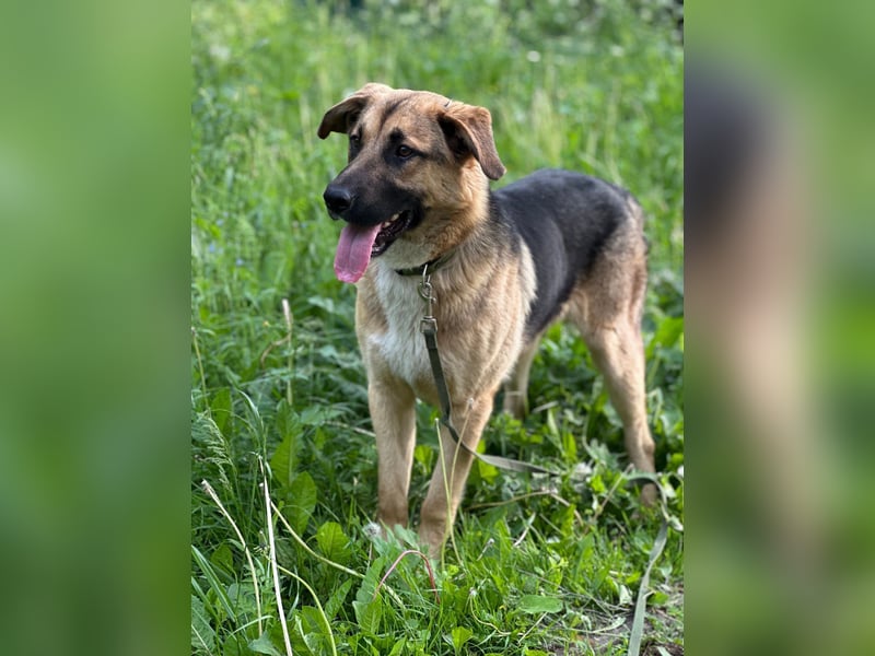 Joy - ein sanfter Hunderiese sucht sein Zuhause