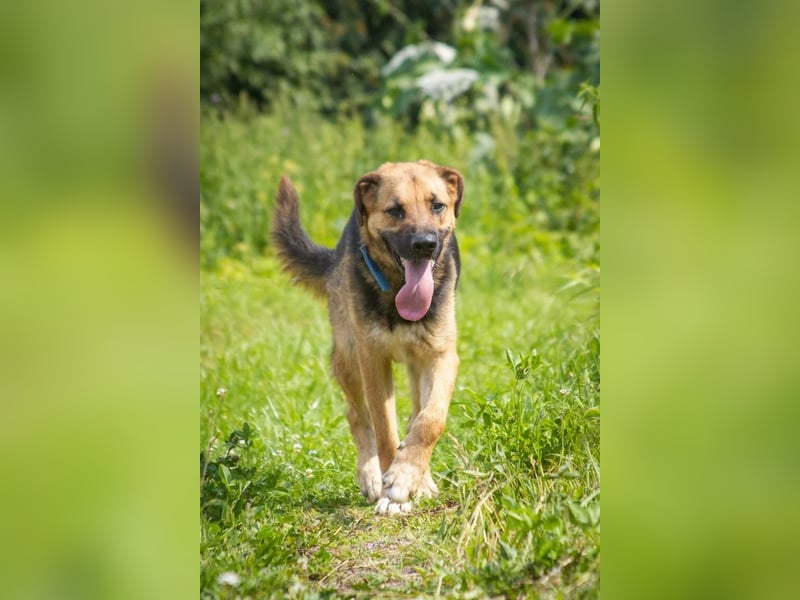 Wulfi sucht ein aktives Zuhause