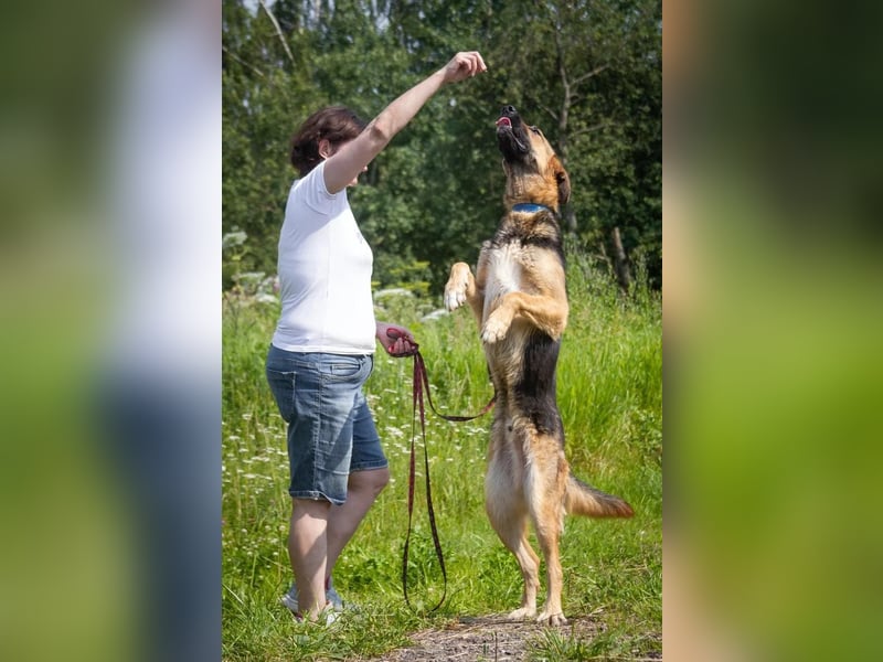 Wulfi sucht ein aktives Zuhause