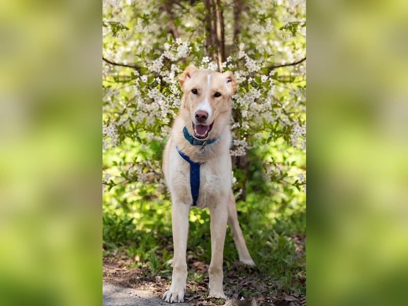 Hübscher Altaj sucht seine Familie