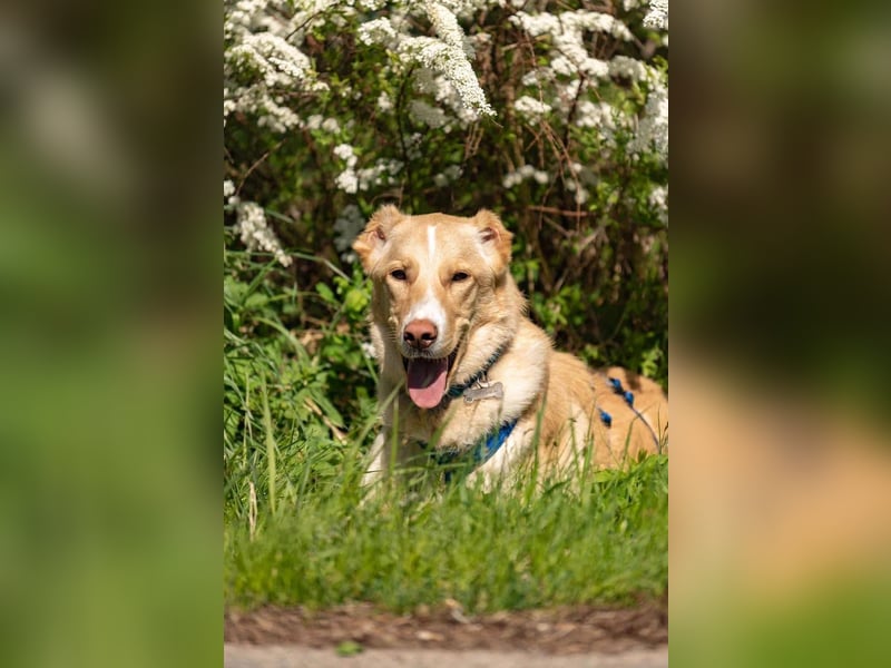 Hübscher Altaj sucht seine Menschen