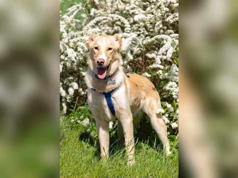 Hübscher Altaj sucht seine Menschen