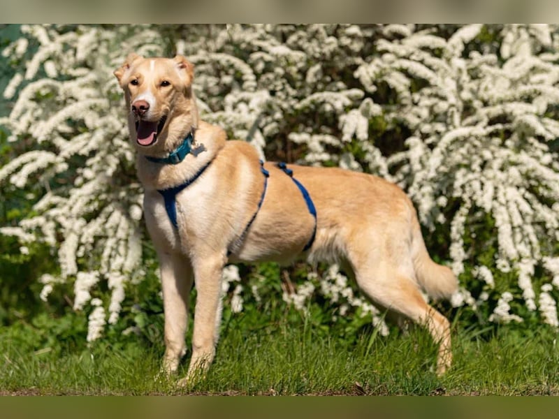 Hübscher Altaj sucht seine Menschen