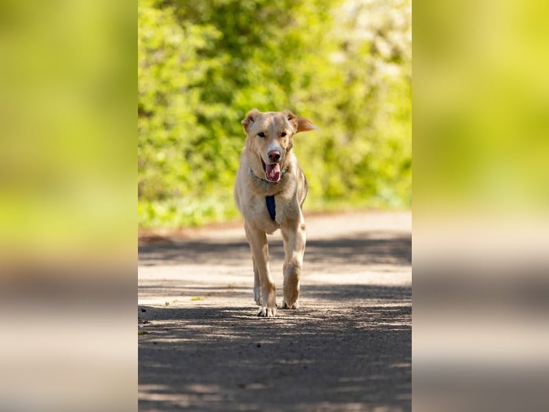 Hübscher Altaj sucht seine Familie