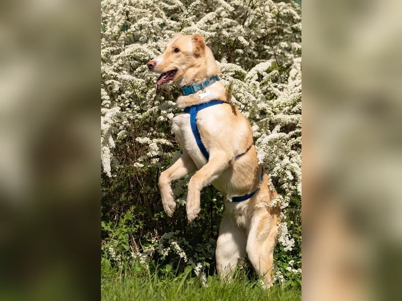 Hübscher Altaj sucht seine Menschen