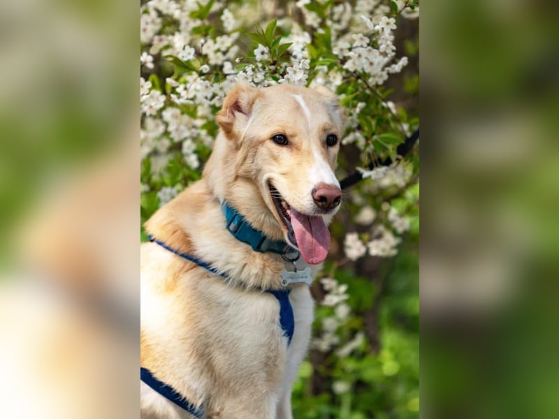 Hübscher Altaj sucht seine Menschen