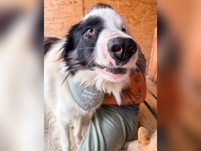 Oreo ist unsere Knutschkugel
