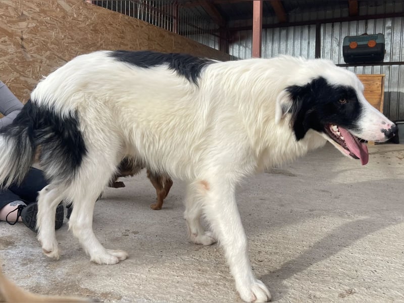 Oreo ist unsere Knutschkugel