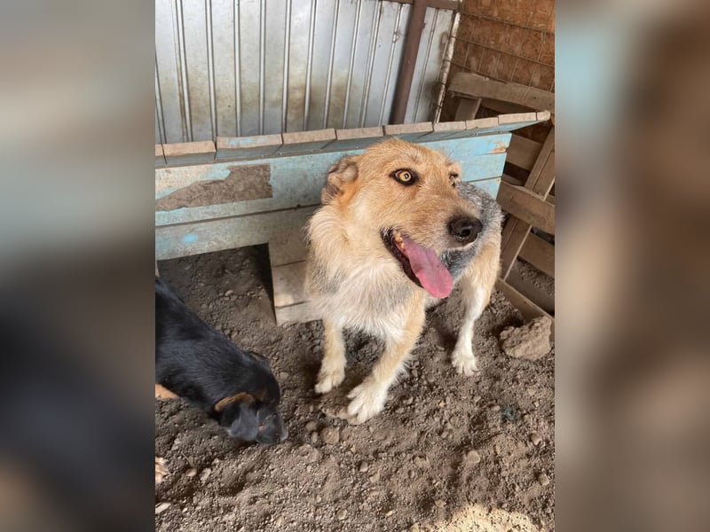 Sissi - ist ein Traum von Hund