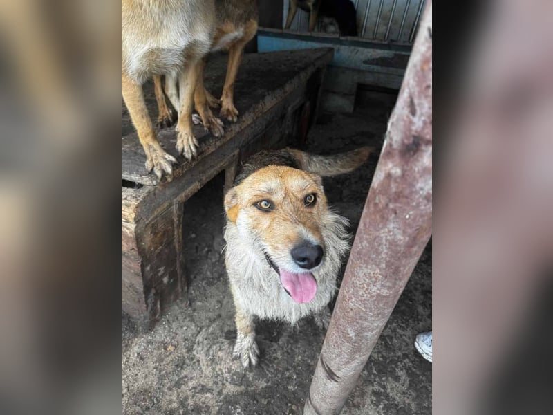 Sissi - ist ein Traum von Hund