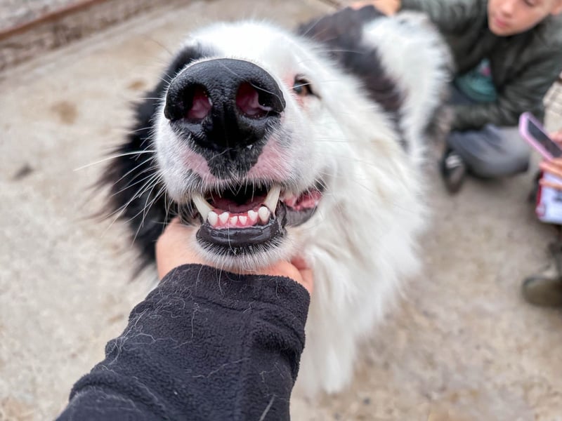 Oreo ist unsere Knutschkugel