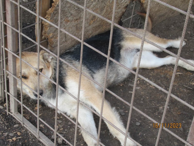 Sissi - ist ein Traum von Hund