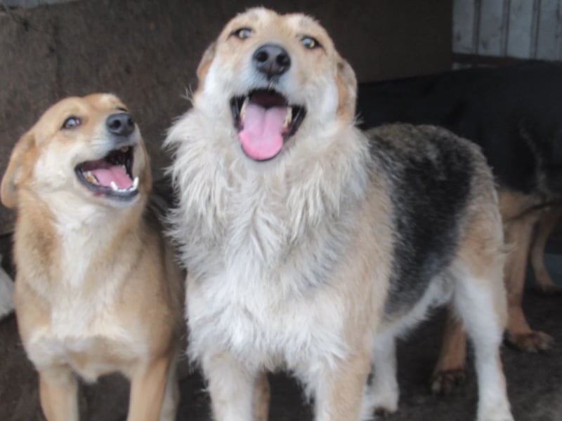 Sissi - ist ein Traum von Hund