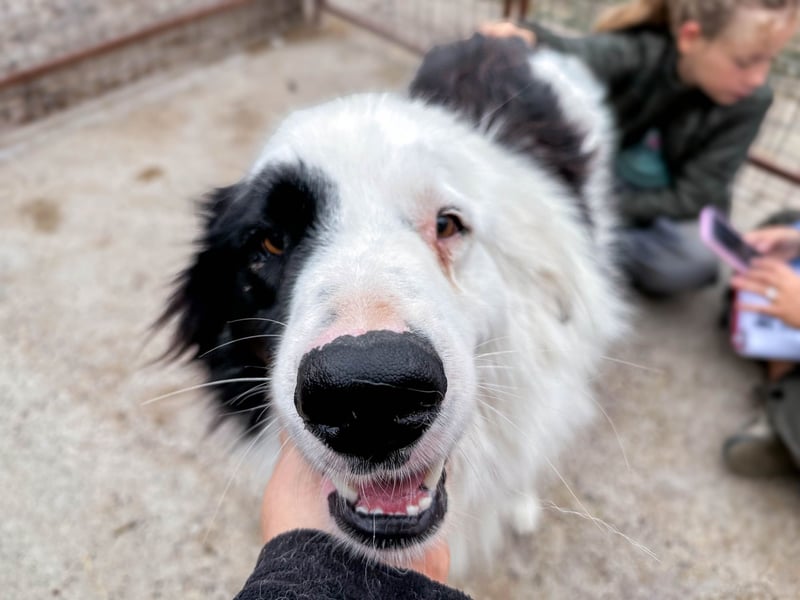Oreo ist unsere Knutschkugel