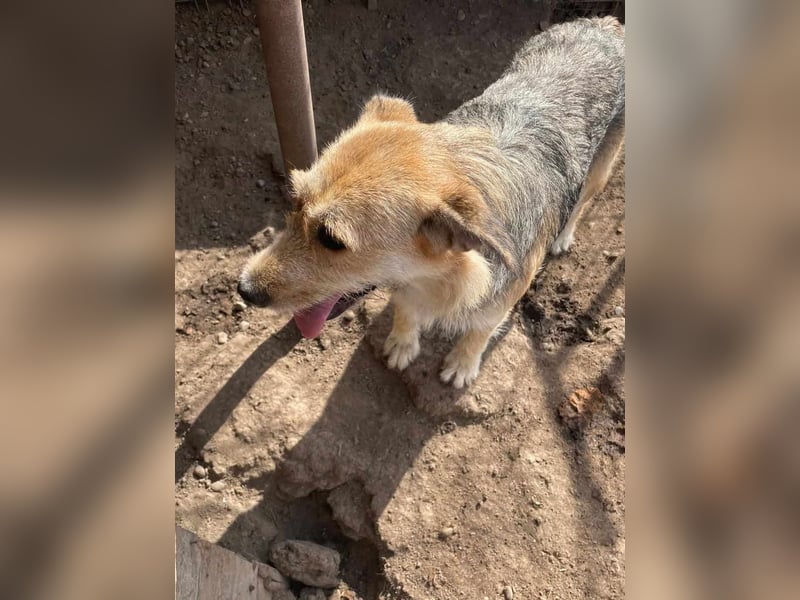 Sissi - ist ein Traum von Hund