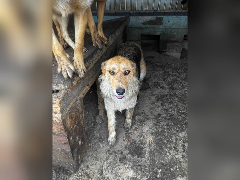 Sissi - ist ein Traum von Hund