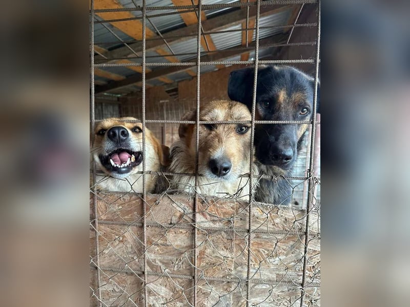 Sissi - ist ein Traum von Hund