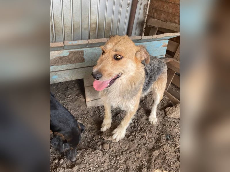 Sissi - ist ein Traum von Hund