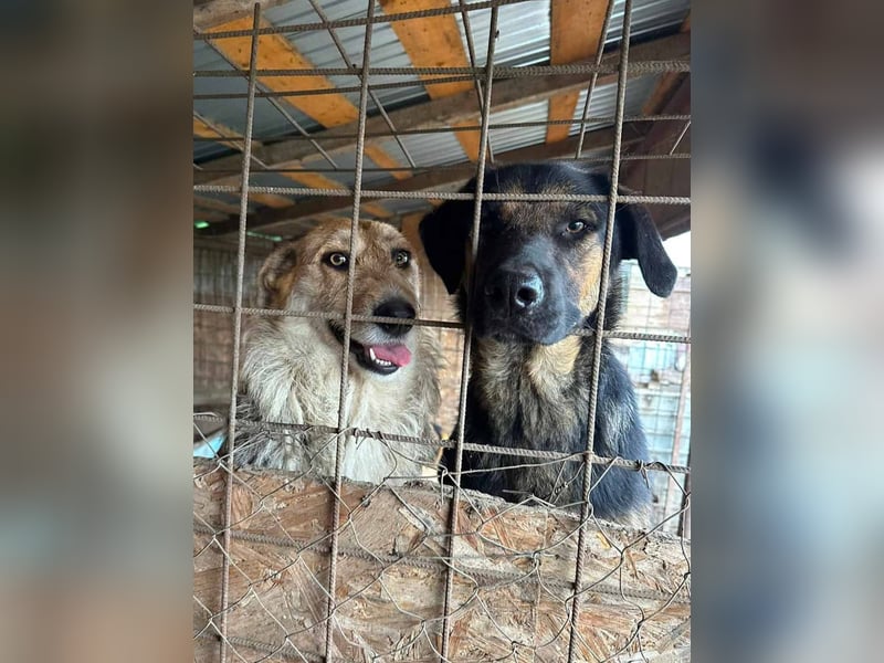 Sissi - ist ein Traum von Hund