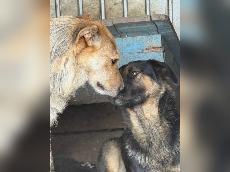 Sissi - ist ein Traum von Hund