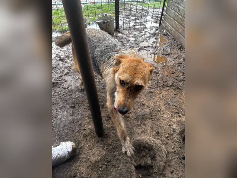 Sissi - ist ein Traum von Hund