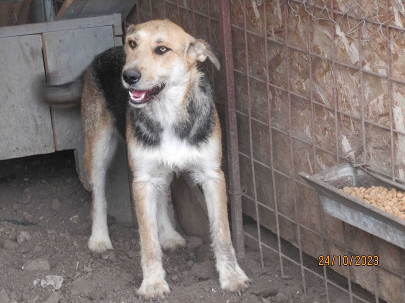 Sissi - ist ein Traum von Hund