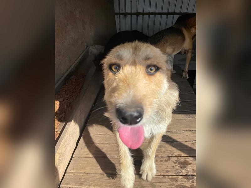Sissi - ist ein Traum von Hund