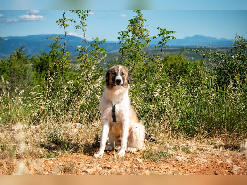 Bandon sucht sein großes Glück