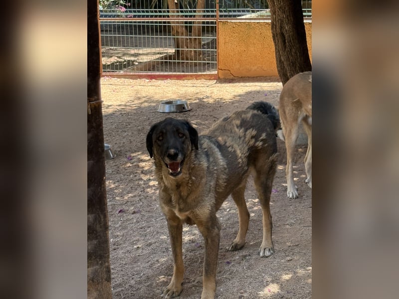  Askan, sanfter Rüde sucht Zuhause