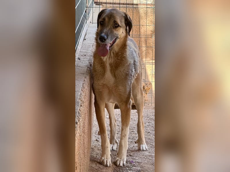 Mogli sucht ein zu Hause