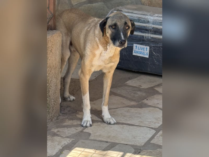 Akela - möchte endlich ankommen