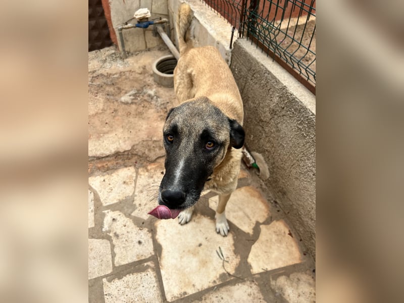 Akela - möchte endlich ankommen