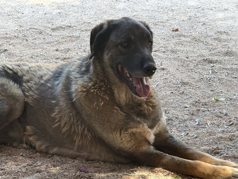  Askan, sanfter Rüde sucht Zuhause